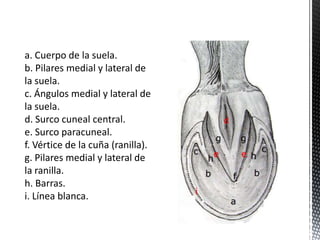 a. Cuerpo de la suela.
b. Pilares medial y lateral de
la suela.
c. Ángulos medial y lateral de
la suela.
d. Surco cuneal central.
e. Surco paracuneal.
f. Vértice de la cuña (ranilla).
g. Pilares medial y lateral de
la ranilla.
h. Barras.
i. Línea blanca.
 