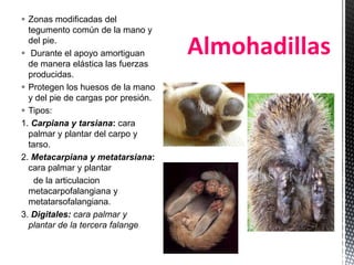  Zonas modificadas del
  tegumento común de la mano y
  del pie.
 Durante el apoyo amortiguan
  de manera elástica las fuerzas
                                     Almohadillas
  producidas.
 Protegen los huesos de la mano
  y del pie de cargas por presión.
 Tipos:
1. Carpiana y tarsiana: cara
  palmar y plantar del carpo y
  tarso.
2. Metacarpiana y metatarsiana:
  cara palmar y plantar
    de la articulacion
  metacarpofalangiana y
  metatarsofalangiana.
3. Digitales: cara palmar y
  plantar de la tercera falange
 