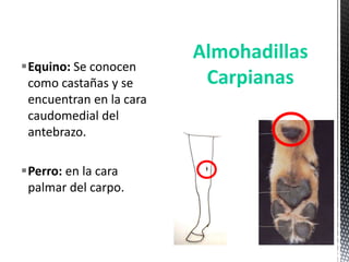 Almohadillas
Equino: Se conocen
 como castañas y se       Carpianas
 encuentran en la cara
 caudomedial del
 antebrazo.

Perro: en la cara
 palmar del carpo.
 