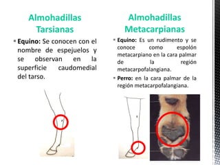 Almohadillas                  Almohadillas
      Tarsianas                   Metacarpianas
 Equino: Se conocen con el    Equino: Es un rudimento y se
                                conoce      como       espolón
  nombre de espejuelos y
                                metacarpiano en la cara palmar
  se observan en la             de           la          región
  superficie   caudomedial      metacarpofalangiana.
  del tarso.                   Perro: en la cara palmar de la
                                región metacarpofalangiana.
 