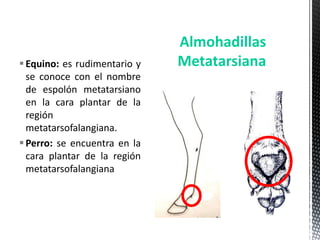 Almohadillas
 Equino: es rudimentario y   Metatarsiana
  se conoce con el nombre
  de espolón metatarsiano
  en la cara plantar de la
  región
  metatarsofalangiana.
 Perro: se encuentra en la
  cara plantar de la región
  metatarsofalangiana
 