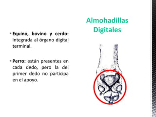 Almohadillas
 Equino, bovino y cerdo:
                                  Digitales
  integrada al órgano digital
  terminal.

 Perro: están presentes en
  cada dedo, pero la del
  primer dedo no participa
  en el apoyo.
 