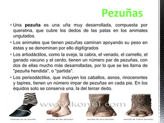 Almohadillas, Cuernos y Pezuñas | PPTX