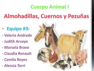 Cuerpo Animal I
 Almohadillas, Cuernos y Pezuñas
• Equipo #3:
- Valeria Andrade
- Judith Arvayo
- Marsela Bravo
- Claudia Renault
- Camila Reyes
- Alessia Torri
 