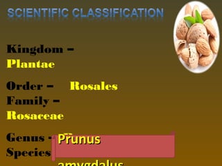 Kingdom –
Plantae
Order – Rosales
Family –
Rosaceae
Genus – Prunus
Species – P. Dulcis
PrunusPrunus
 