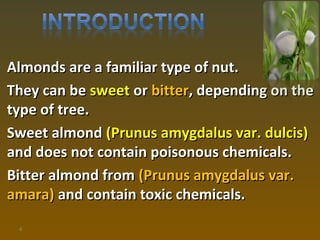 Almonds are a familiar type of nut.Almonds are a familiar type of nut.
They can beThey can be sweetsweet oror bitterbitter, depending on the, depending on the
type of tree.type of tree.
Sweet almondSweet almond (Prunus amygdalus var. dulcis)(Prunus amygdalus var. dulcis)
and does not contain poisonous chemicals.and does not contain poisonous chemicals.
Bitter almond fromBitter almond from (Prunus amygdalus var.(Prunus amygdalus var.
amara)amara) andand contain toxic chemicals.contain toxic chemicals.
4
 