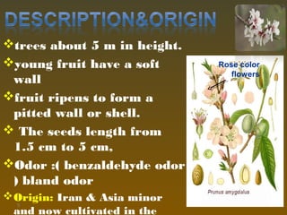 trees about 5 m in height.
young fruit have a soft
wall
fruit ripens to form a
pitted wall or shell.
 The seeds length from
1.5 cm to 5 cm,
Odor :( benzaldehyde odor
) bland odor
Origin: Iran & Asia minor
and now cultivated in the
5
Rose color
flowers
 