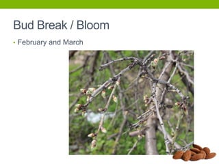 Bud Break / Bloom
• February and March

 