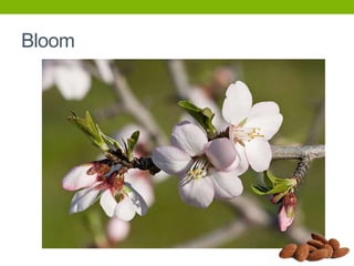 Bloom

 