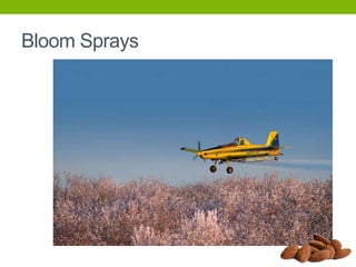 Bloom Sprays

 