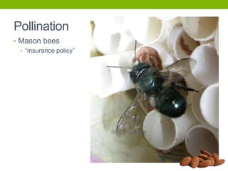 Pollination
• Mason bees
• “insurance policy”

 