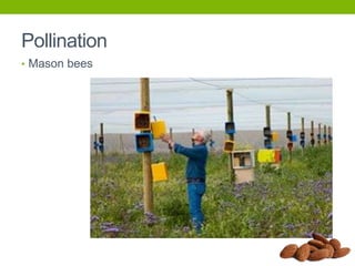 Pollination
• Mason bees

 