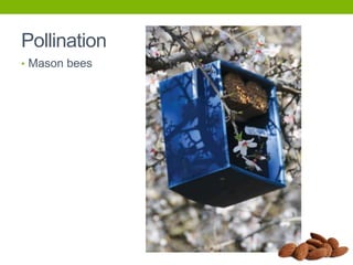 Pollination
• Mason bees

 