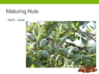 Maturing Nuts
• April - June

 