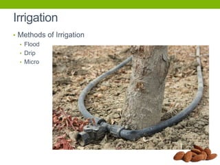 Irrigation
• Methods of Irrigation
• Flood
• Drip
• Micro

 