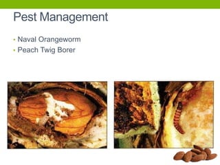 Pest Management
• Naval Orangeworm
• Peach Twig Borer

 