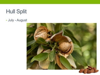 Hull Split
• July - August

 