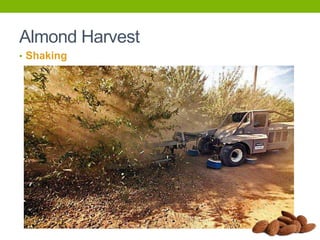 Almond Harvest
• Shaking

 