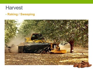 Harvest
• Raking / Sweeping

 