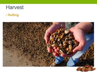 Harvest
• Hulling

 