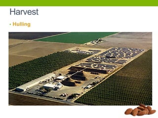 Harvest
• Hulling

 