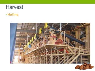Harvest
• Hulling

 