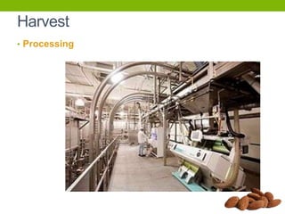 Harvest
• Processing

 