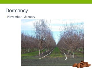 Dormancy
• November - January

 