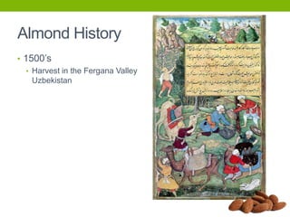 Almond History
• 1500’s
• Harvest in the Fergana Valley
Uzbekistan

 