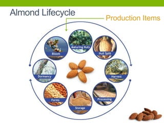 Almond Lifecycle

Production Items

 