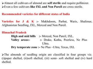 ⮚Almost all cultivars of almond are self sterile and require pollinizer.
⮚Even a few cultivars like IXL and Non Pareil are cross sterile.
Recommended varieties for different states of India
Varieties for J & K :- Makhdoom, Parbat, Waris, Shalimar,
Afghanistan Seedling, IXL, Merced and Non Pareil.
Himachal Pradesh
High and mid hills :- Merced, Non Pareil, IXL.
Valley areas:- :- Drake, Katha, Peerless, Ne Plus
Ultra.
Dry temperate zone :- Ne Plus –Ultra, Texas, IXL
⮚The almonds of seedling origin are classified in four groups viz.
(i)paper shelled, (ii)soft shelled, (iii) semi- soft shelled and (iv) hard
shelled.
 