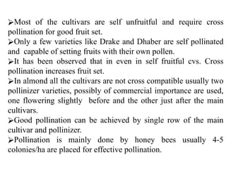 ⮚Most of the cultivars are self unfruitful and require cross
pollination for good fruit set.
⮚Only a few varieties like Drake and Dhaber are self pollinated
and capable of setting fruits with their own pollen.
⮚It has been observed that in even in self fruitful cvs. Cross
pollination increases fruit set.
⮚In almond all the cultivars are not cross compatible usually two
pollinizer varieties, possibly of commercial importance are used,
one flowering slightly before and the other just after the main
cultivars.
⮚Good pollination can be achieved by single row of the main
cultivar and pollinizer.
⮚Pollination is mainly done by honey bees usually 4-5
colonies/ha are placed for effective pollination.
 