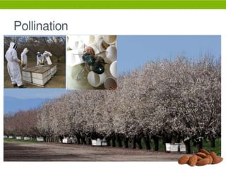 Almond production technology........pptx