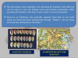 Almond production technology........pptx
