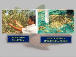 Almond production technology........pptx