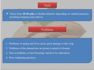 Almond production technology........pptx