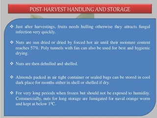 Almond production technology........pptx