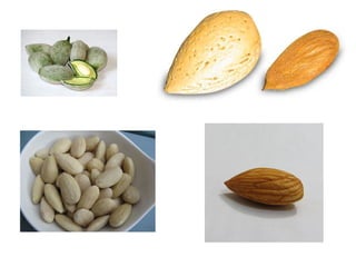 Almond production technology........pptx