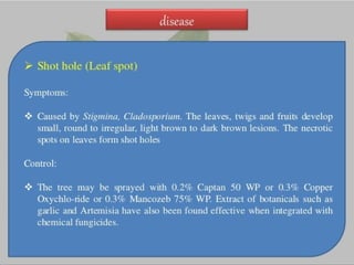 Almond production technology........pptx