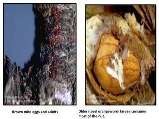 Almond production technology........pptx