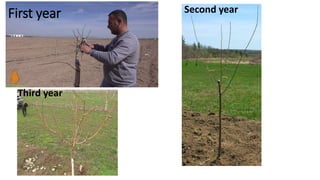 First year Second year
Third year
 