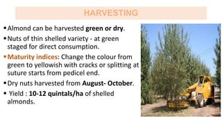 HARVESTING
Almond can be harvested green or dry.
Nuts of thin shelled variety - at green
staged for direct consumption.
Maturity indices: Change the colour from
green to yellowish with cracks or splitting at
suture starts from pedicel end.
Dry nuts harvested from August- October.
 Yield : 10-12 quintals/ha of shelled
almonds.
 