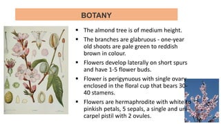 BOTANY
 The almond tree is of medium height.
 The branches are glabruous - one-year
old shoots are pale green to reddish
brown in colour.
 Flowers develop laterally on short spurs
and have 1-5 flower buds.
 Flower is perigynuous with single ovary
enclosed in the floral cup that bears 30-
40 stamens.
 Flowers are hermaphrodite with white to
pinkish petals, 5 sepals, a single and uni-
carpel pistil with 2 ovules.
 