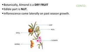 ALMOND final-1.pptx