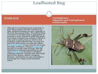 Almond Injurious Insects A Lecture To ToT trainees ( FFS) By Mr. Allah ...