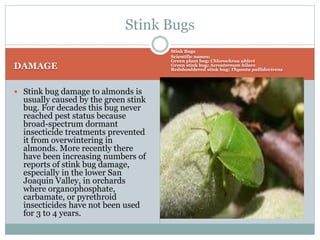 Almond Injurious Insects A Lecture To ToT trainees ( FFS) By Mr. Allah ...