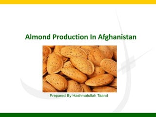 Almond Production In Afghanistan
Prepared By Hashmatullah Taand
 