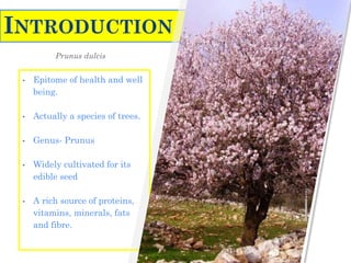 INTRODUCTION
Prunus dulcis
• Epitome of health and well
being.
• Actually a species of trees.
• Genus- Prunus
• Widely cultivated for its
edible seed
• A rich source of proteins,
vitamins, minerals, fats
and fibre.
 