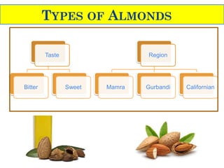 Taste
Bitter Sweet
Region
Mamra Gurbandi Californian
TYPES OF ALMONDS
 