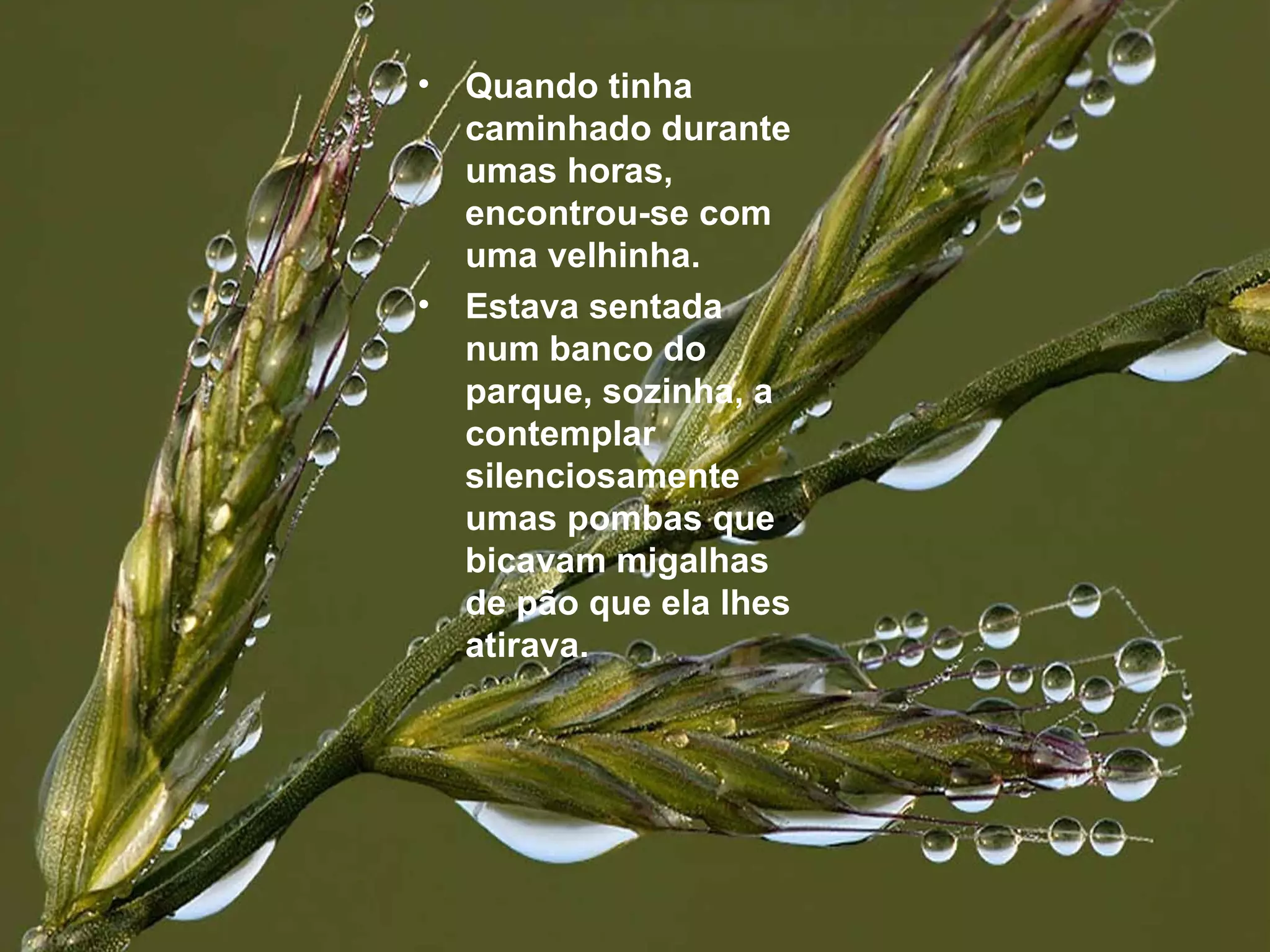 Quando tinha caminhado durante umas horas, encontrou-se com uma velhinha.  Estava sentada num banco do parque, sozinha, a contemplar silenciosamente umas pombas que bicavam migalhas de pão que ela lhes atirava. 